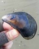 Blue Mussel - Photo (c) Allie K., some rights reserved (CC BY-NC), uploaded by Allie K.