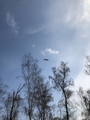 Ardea cinerea