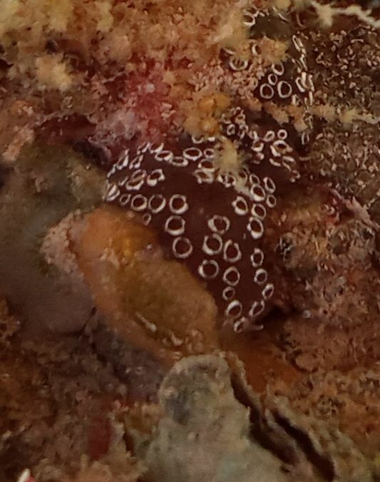 Distaplia bermudensis Van Name, 1902