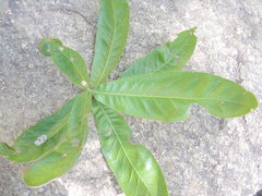 Quercus elliptica