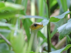 Chironius spixii