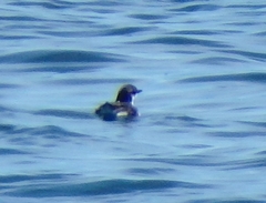 Synthliboramphus scrippsi