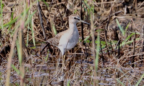 Wood Sandpiper