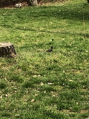 Sturnus vulgaris