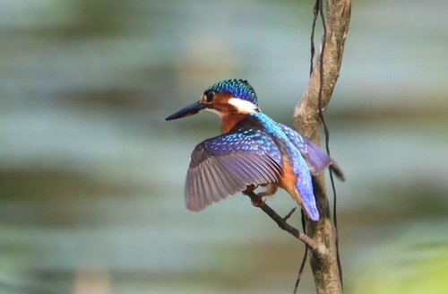 Malachite Kingfisher