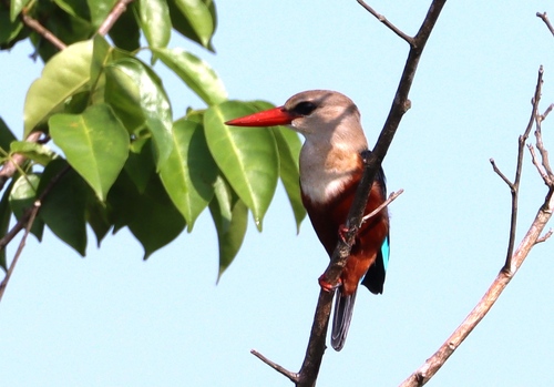 Gray-headed Kingfisher