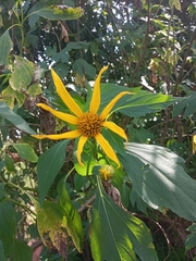 Tithonia diversifolia image