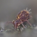 Dicyrtomina violacea - Photo (c) Alexis, some rights reserved (CC BY), uploaded by Alexis