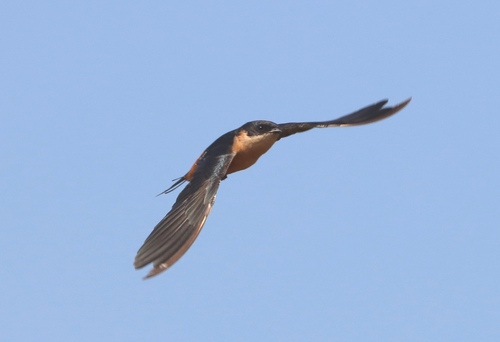 Rufous-chested Swallow