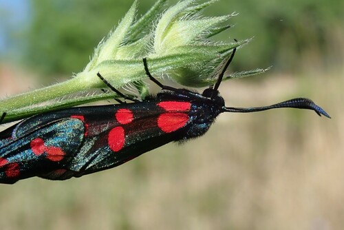 Six-spot burnet