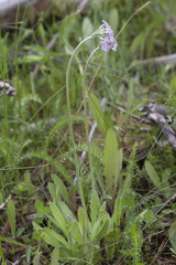 Primula laurentiana