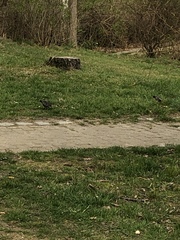 Sturnus vulgaris