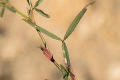 Trifolium willdenovii