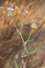 Trifolium willdenovii