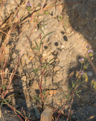 Trifolium willdenovii
