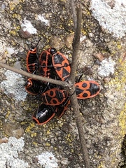 Pyrrhocoris apterus