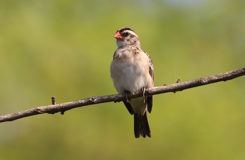Pin-tailed Whydah