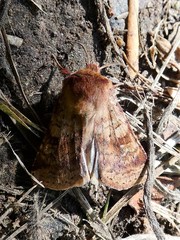 Diarsia mendica
