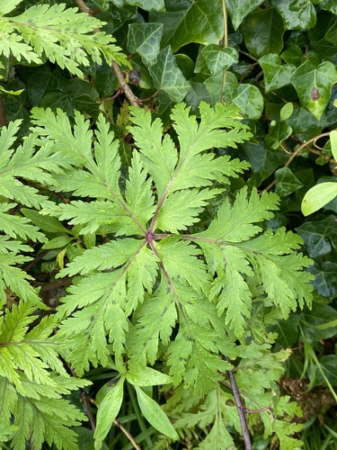 Geranium maderense