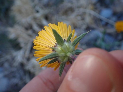 Image of Pallenis cuspidata by (c) Lisa Bennett, some rights reserved (CC BY)
