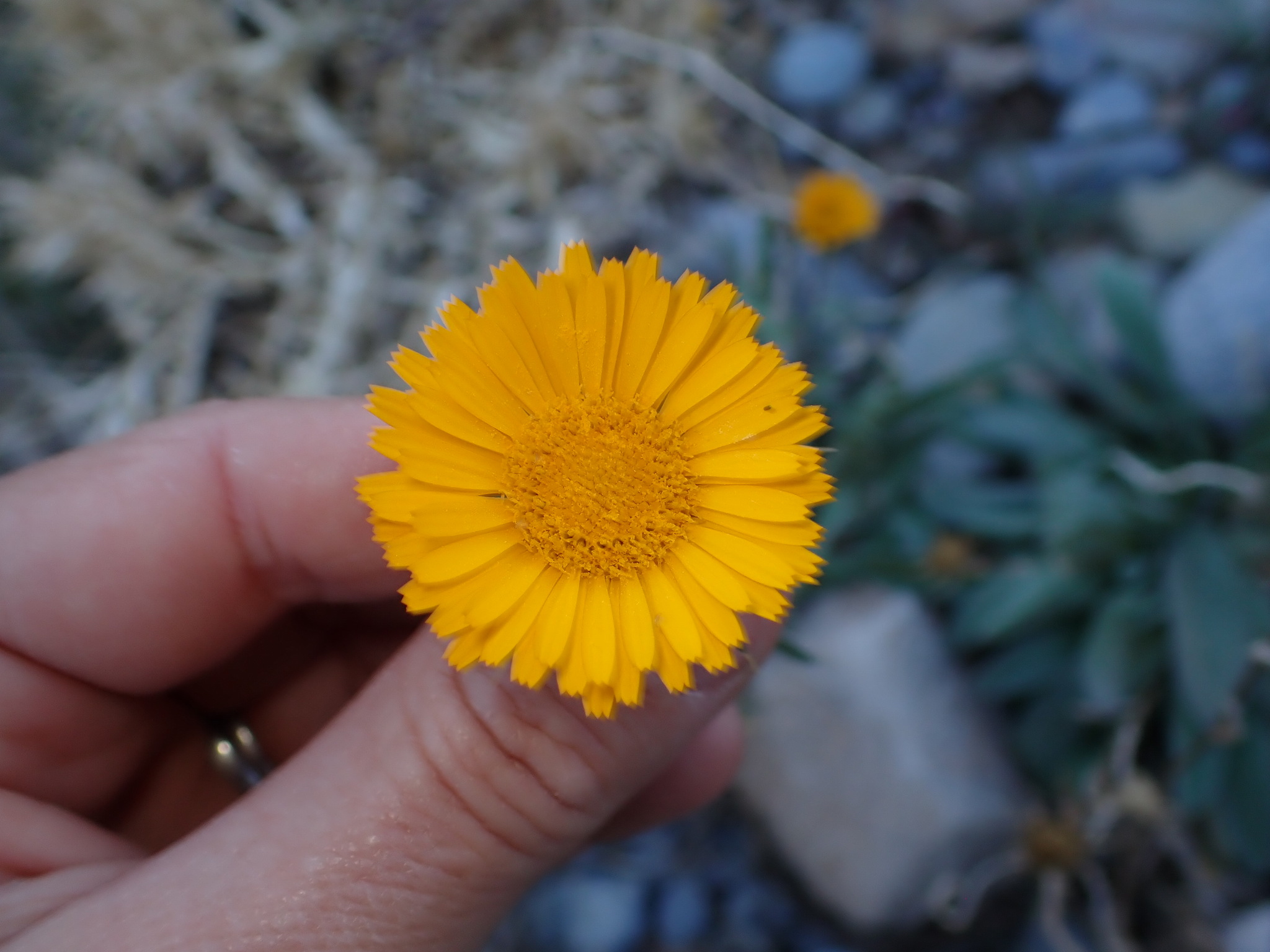 Common Off-White (Pallenis cuspidata)