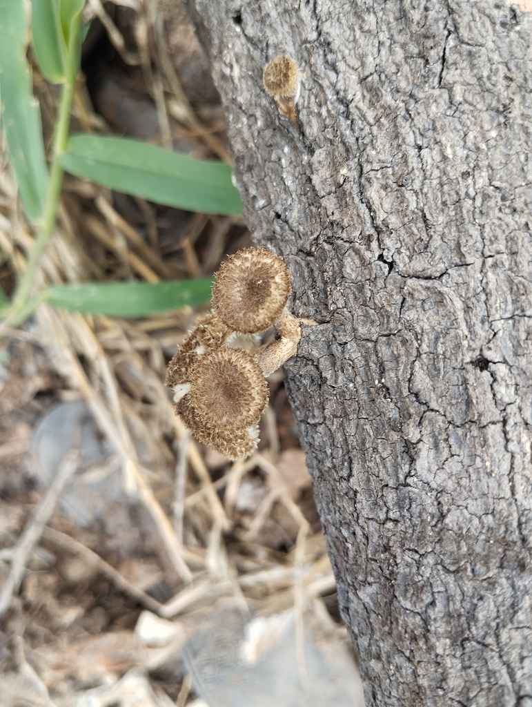 Lentinus crinitus · December 2023 · photo: © pablocauapc (iNaturalist, cc-by)
