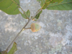 Quercus elliptica