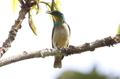 Grey-Chinned Sunbird photo 3