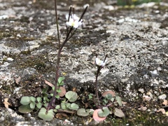 Cardamine hirsuta