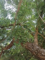 Azadirachta indica image