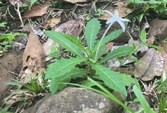 Hippobroma longiflora image