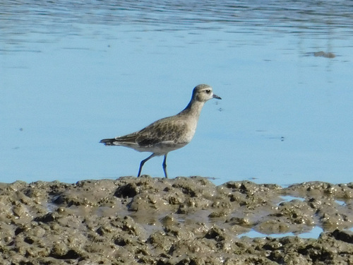 Chorlito dorado americano (Pluvialis dominica)