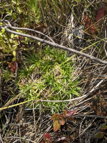 Image of Eriocaulon texense by (c) Alaina Krakowiak, some rights reserved (CC BY)