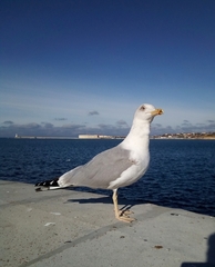 Larus michahellis michahellis