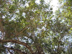 Quercus elliptica