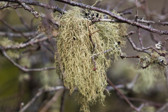Usnea flavocardia