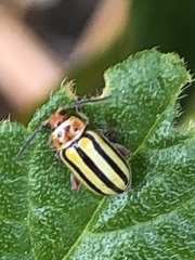 Disonycha spilotrachela