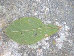 Quercus elliptica
