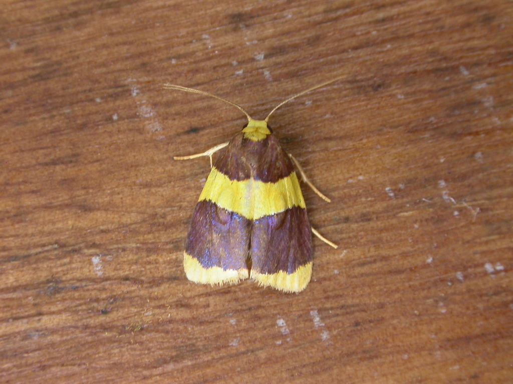 Heterallactis phlogozona