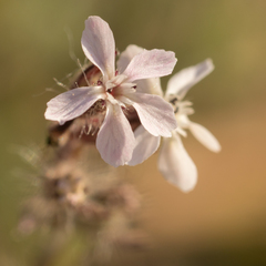 Silene gallica
