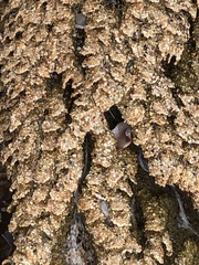 Phragmatopoma caudata