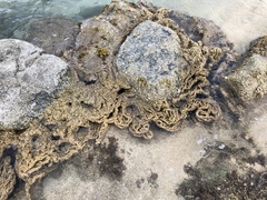 Phragmatopoma caudata