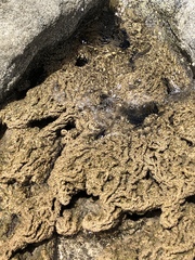 Phragmatopoma caudata