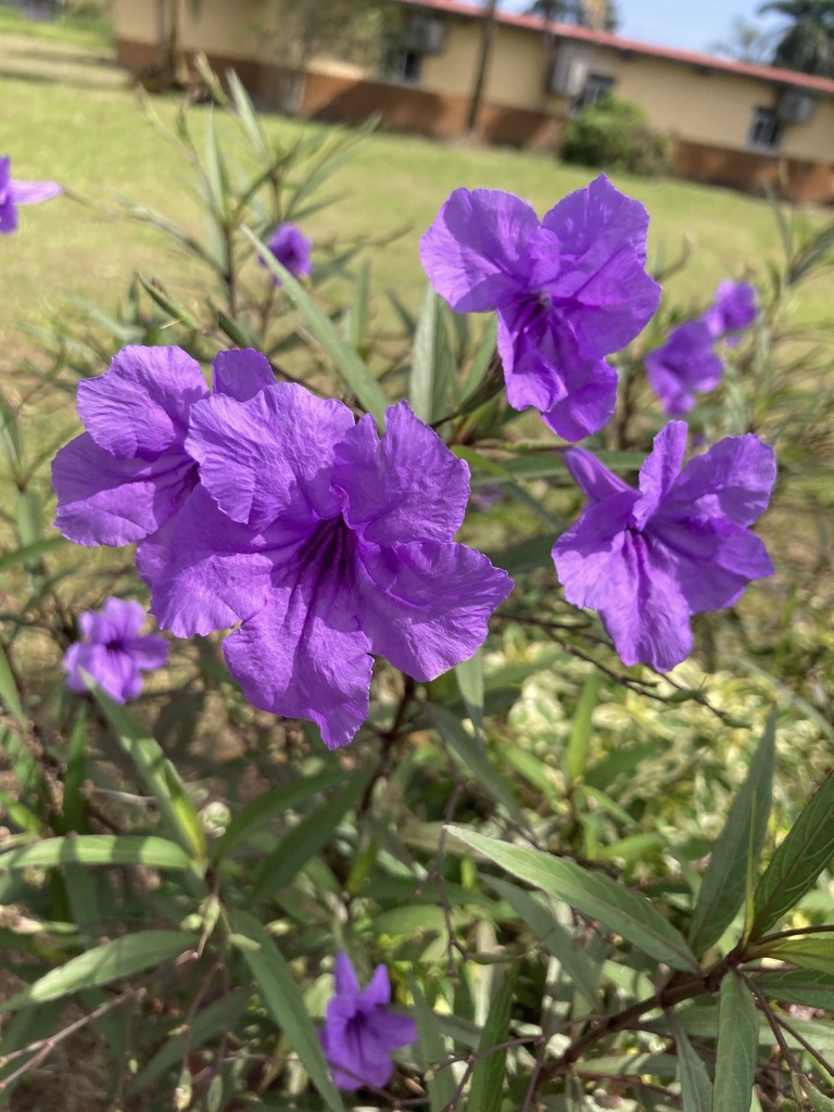 Petunia