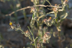 Centaurea melitensis