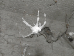 Engyodontium aranearum