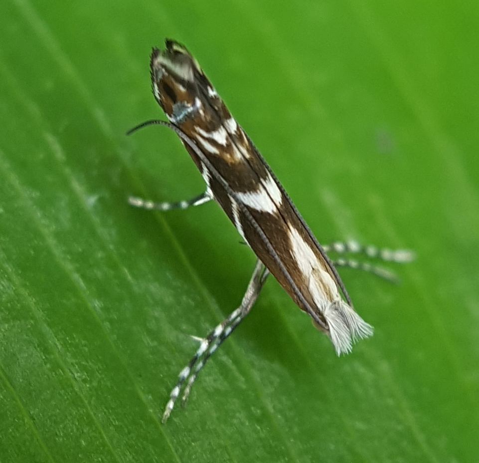 Aristaea bathracma