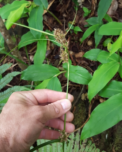 Carex wahlenbergiana