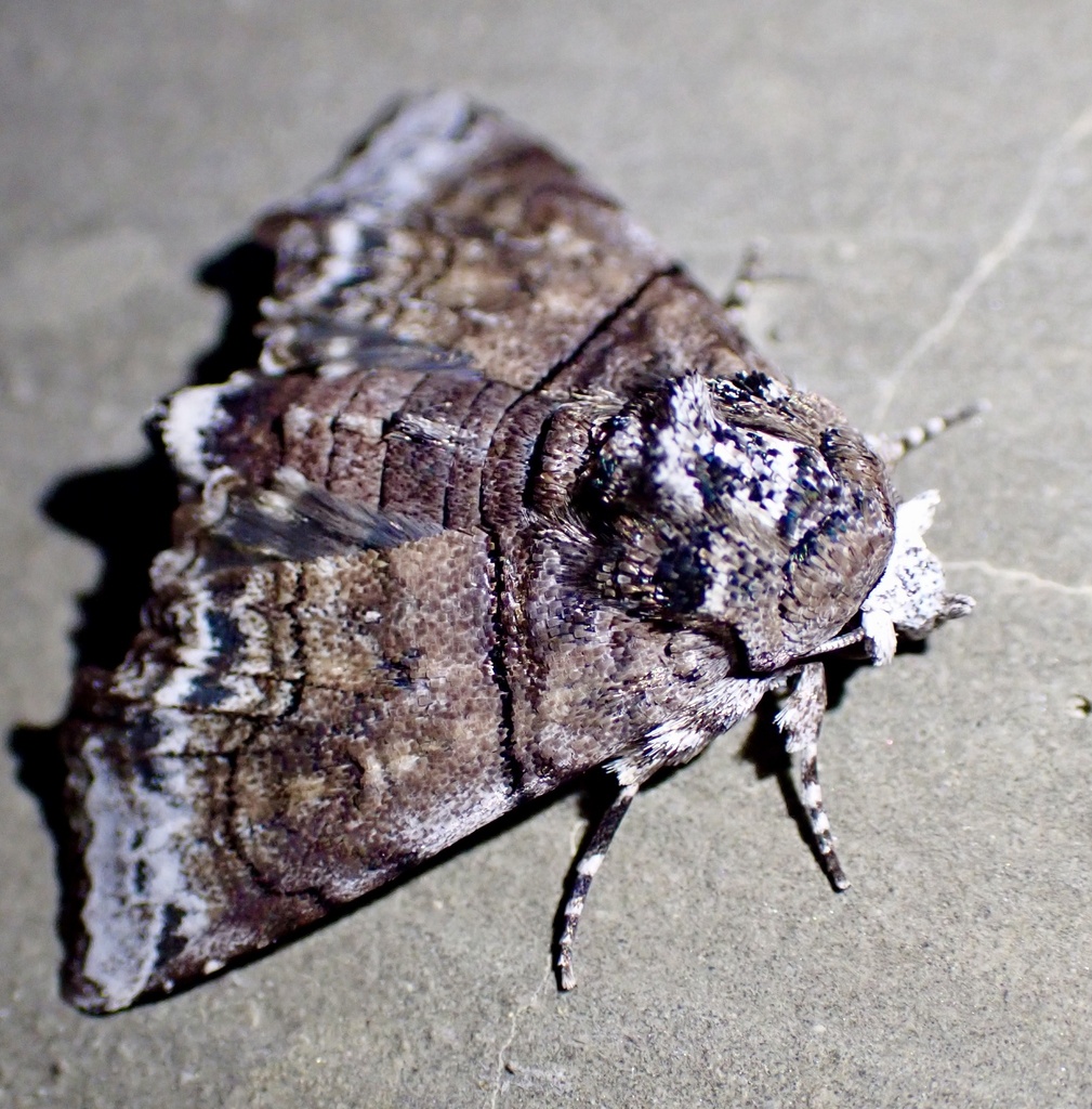 Aplotelia oetakwa