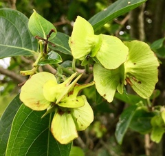 Callaeum psilophyllum